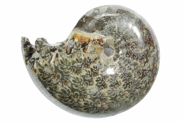 Polished Ammonite (Phylloceras) Fossil - Madagascar #349826